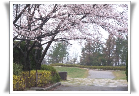 20130412桜