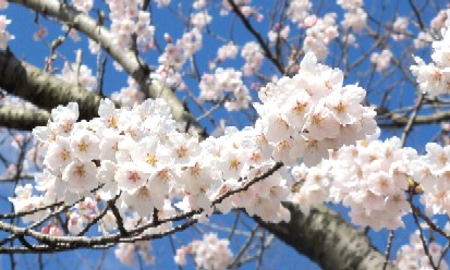 20130415桜01