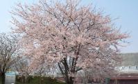 会社の近くの桜