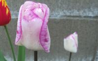 20130507白に紫模様のチューリップ