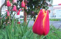 20130507オヤジの花壇より、赤に黄色い模様のチューリップ