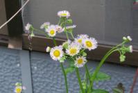 20130524庭の草たち-1