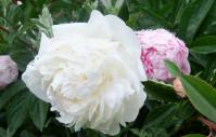20130530雨の芍薬(白)