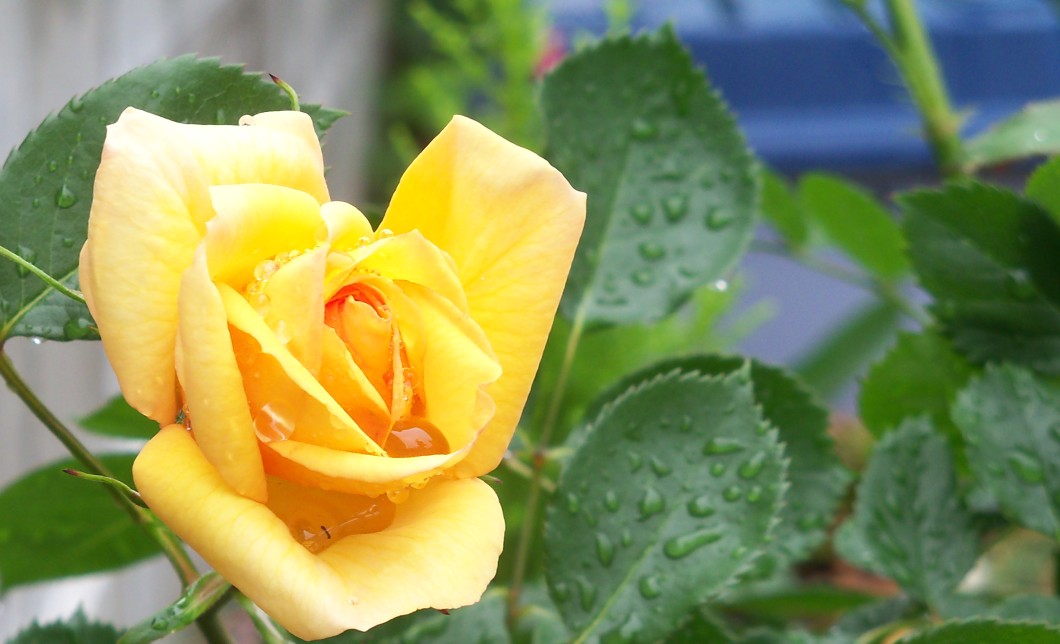 20130530雨のバラ