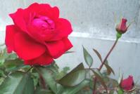 20130613念願の赤いバラ-2