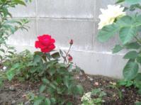 20130613念願の赤いバラ-1