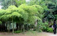 二宮家の日本庭園-05