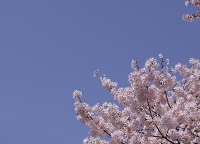 花見2