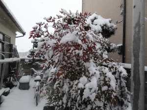 DSC05262.jpg