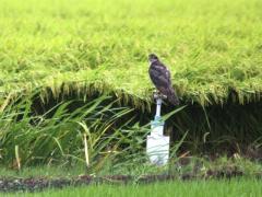 オオタカ 20110821B