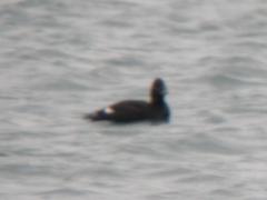 ビロードキンクロ♀ 20120304BT