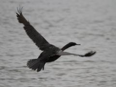 ヒメウ 20120304B