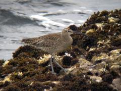 チュウシャクシギ 20120422F