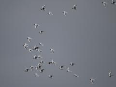 ユリカモメ 20120422B
