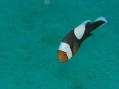トウアカクマノミ