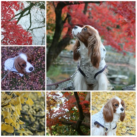 collage7.jpg