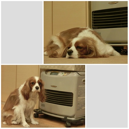collagei.jpg