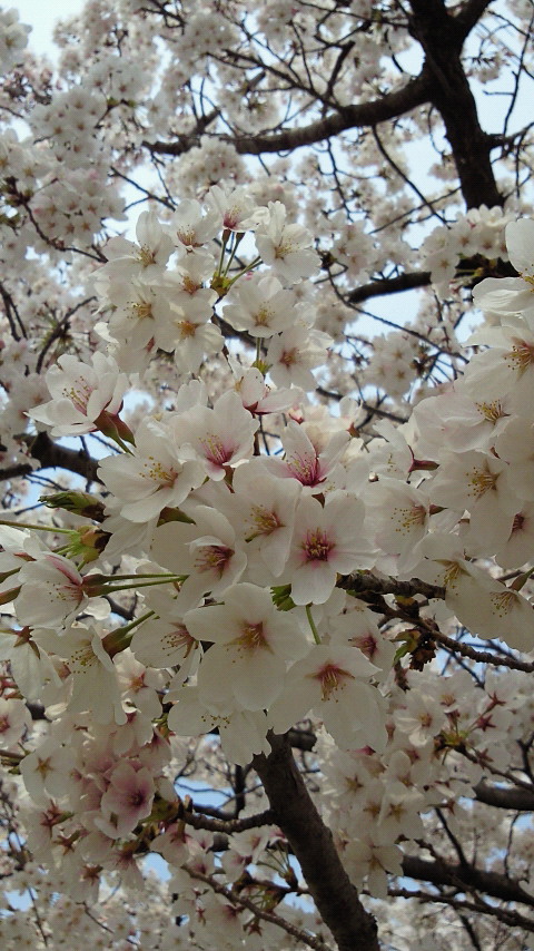 NEC_0249.jpg