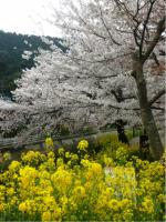 attachment00_20130404101816.jpg