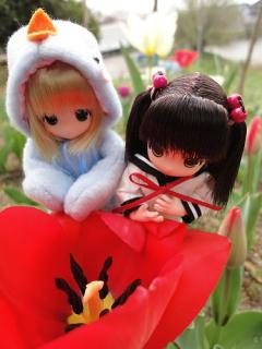 ちょこチューリップ★