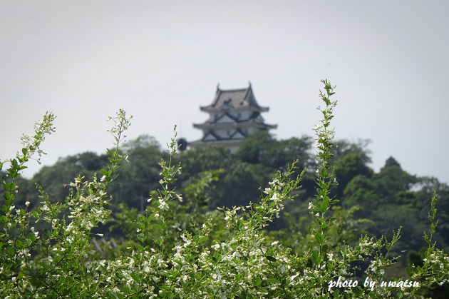 萩の花と城 (3)