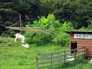 武蔵横手駅の山羊