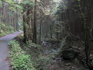 鬱蒼とした朝のハイキング道
