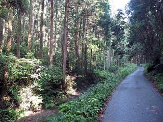 鬱蒼とした朝のハイキング道