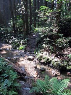 雨と増水で流された小川の橋