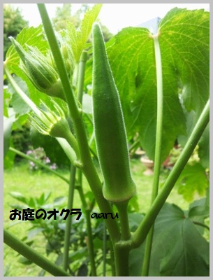お庭のオクラ