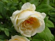 210830ladyhillingdon2.jpg