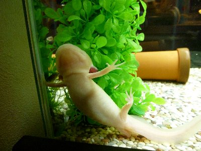 モル コザ ウパの飼育日記 ウーパールーパー モル コザ ウパの飼育日記 ウーパールーパー