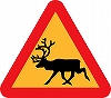 Sweden reindeer