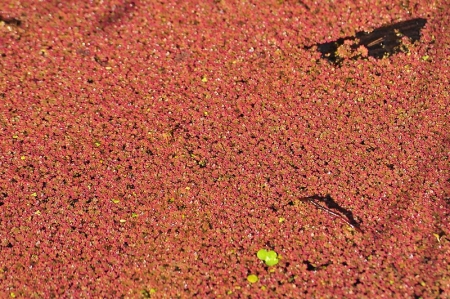 azolla-red-closeup