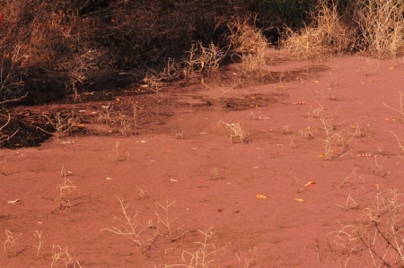 azolla-still-jam