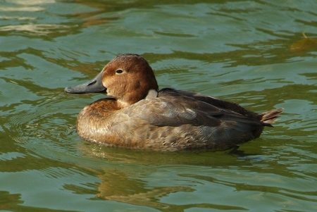 ferina-f-juv