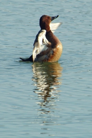 ferina-male-juv