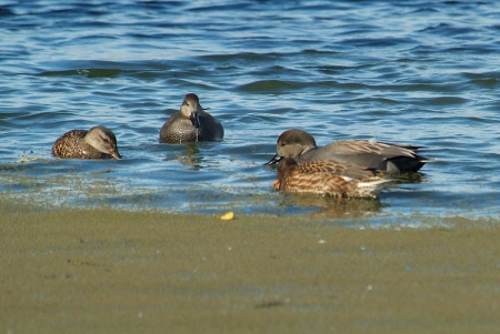 gadwall-azolla1