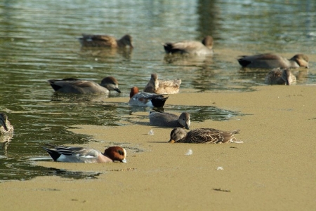 gadwall-wigeon-azolla
