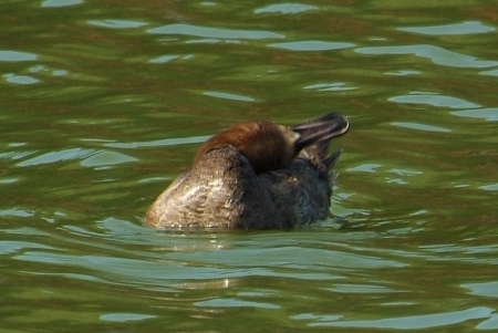 hybrid-chin-whitespot