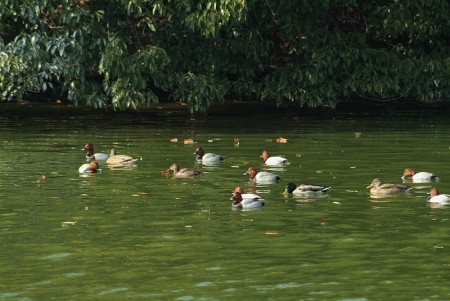 hybrid-ferina-flock