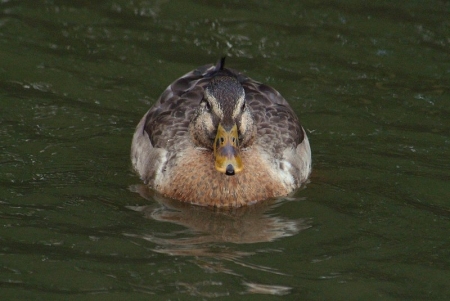 hybrid-mallard-front