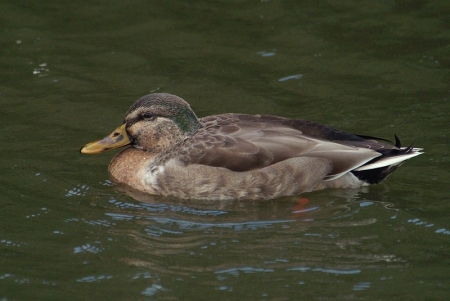 hybrid-mallard-side