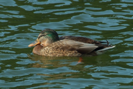 intersex-mallard