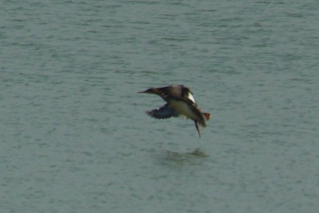 merganser-juv.