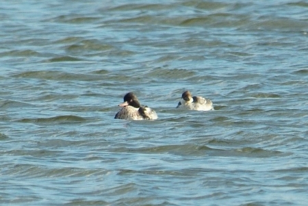 merganser-smew