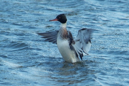 merganser-wingflutter