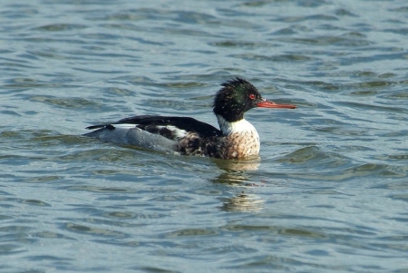 merganser