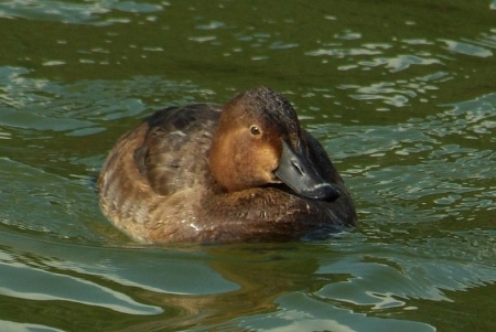 nyroca-ferina-fhybrid1