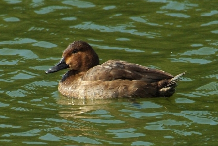 nyroca-ferina-fhybrid2
